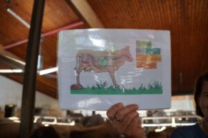 Ausflug zum Bauernhof: Zeichnung mit den Organen einer Kuh