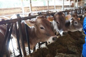 Ausflug zum Bauernhof: Kühe